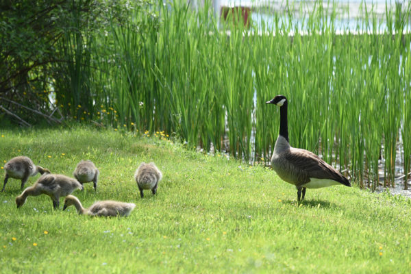 20180603-DSC_4832.JPG-cottage-landscape-spring-CCOONEY-0021